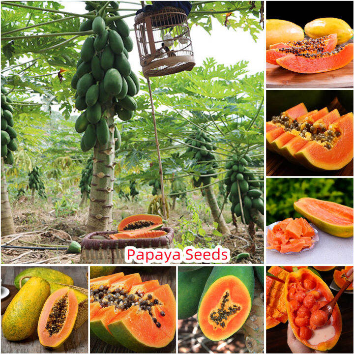 Ready Stock 50pcs Rare Delicious Papaya Fruit Seeds Fruit Tree Seeds