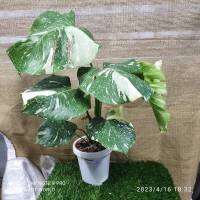 ดีและถูกที่สุด ใบฉีก ตรงปก มอนสเตอร่า ไทคอน (Monstera Thaicon) เกรด A ด่างกระจายทุกต้น