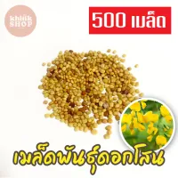 เมล็ดดอกโสน 500 เมล็ด Sesbania เมล็ดพันธุ์ดอกโสน เมล็ดโสนดอกใหญ่ โสนเพาะเห็ดตับเต่า เมล็ดผักสวนครัว เมล็ดพันธุ์ผัก