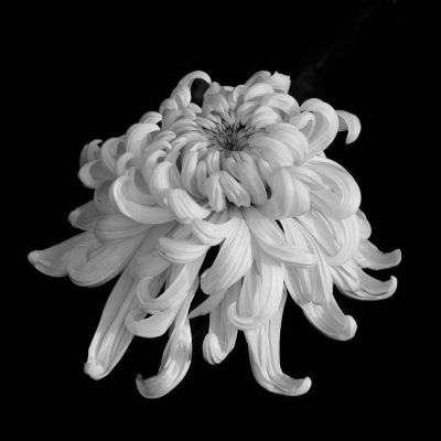 100 เมล็ดพันธุ์ เมล็ด ดอกเบญจมาศ หรือ ดอกมัม เป็นดอกไม้แห่งความรื่นเริงและความบริสุทธิ์ใจ Chrysanthemums Seed อัตราการงอกสูง 80-85%
