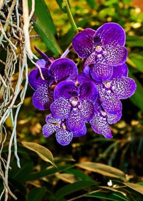 30 เมล็ดพันธุ์ เมล็ดกล้วยไม้ ฟาแลนนอปซิส (Phalaenopsis Orchids) Orchid flower seeds อัตราการงอกสูง 70-80%