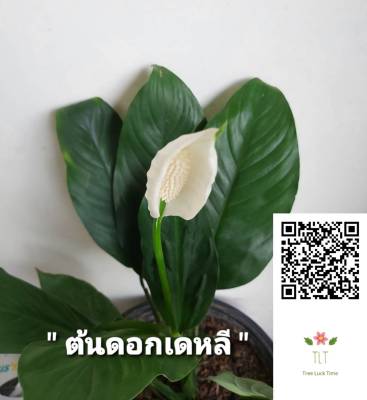 ต้นเดหลี (Peace Lily) ดอกเดหลี เดหลี ขนาดบรรจุ 10