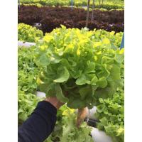 (โปร++) เมล็ดกรีนโอ๊ค 100 เมล็ด - Green Oak Seeds เมล็ดนำเข้า คุณภาพสูง - Green oak Lettuce seed salad seed เมล็ดกรีนโอ๊ค ส่วนลด เมล็ดพันธุ์ พันธุ์ข้าว เมล็ดหญ้า เมล็ดข้าวโพด