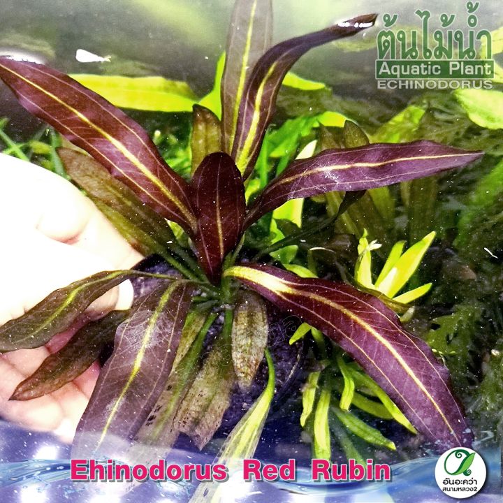 อะเมซอนเรดรูบิน-echinodorus-red-rubin-ต้นไม้น้ำ