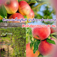 1ต้น ต้นกล้าแอปเปิ้ลฟูจิ (Fuji Apple)สูง ราว 90-100 ซม. ส่งทั้งต้นพร้อมดิน มีสินค้าพร้อมส่ง