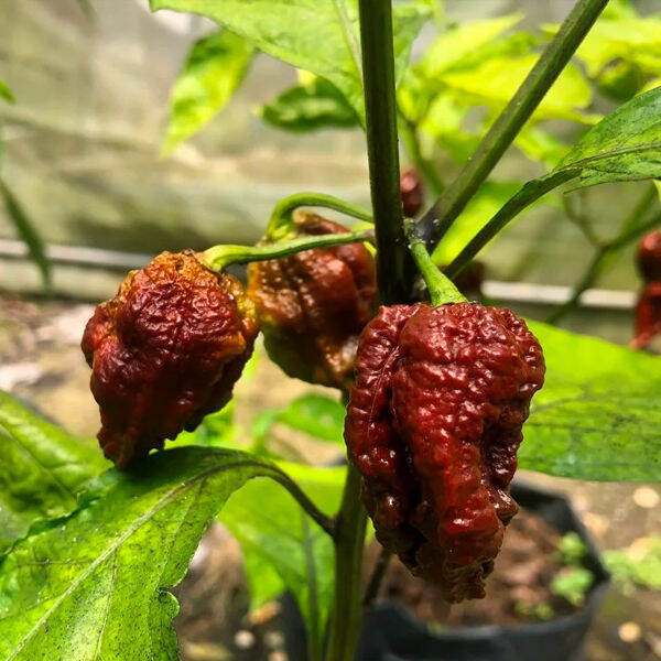 Choco Ghost Pepper Seeds Choco Jami Pepper Seeds Ghost Chili Pepper