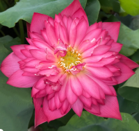 5 เมล็ดพันธุ์ บัว สายพันธุ์ DEEPEST LOVING LOTUS สีชมพูแดง เพาะปลูกและเก็บเมล็ดในไทย ขยายพันธุ์ในไทยได้ สายพันธุ์นิยมปลูกที่สุดในโลก