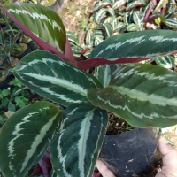 คล้าแตงโม,คลุ้ม,พุทธรักษาน้ำ,เทพรักษา (Calathea) ไม้มงคลช่วยคุ้มครองรักษาและให้มีความสงบสุข ถุงดำ3.5*7นิ้ว