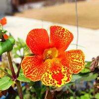 เมล็ดพันธุ์ มิมิวลัส / ไทเกอร์ มังกี้ mimulus tigrinus tiger monkey 400 เมล็ด เมล็ดพันธุ์นำเข้าจากอังกฤษ