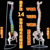 Bonesetting color human body skeleton model big spinal vertebral body spinal model adult 1:1 with thoracic vertebra pelvis