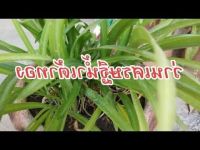 2 หัว ว่าน ระฆังทอง Pancratium zeylanicum L หัวว่าน.เศรษฐีน้ำเต้าทอง