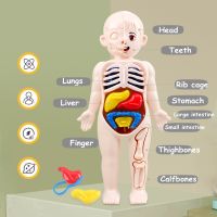 ตัวต่อปริศนามอนเตสซอรี่แบบ3D แบบจำลองกายวิภาคศาสตร์มนุษย์อวัยวะในการเรียนรู้ของเด็กของเล่นเพื่อการศึกษาเครื่องมือการเรียนรู้ร่างกาย