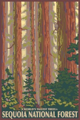 Sequoia National Forest ต้นเรดวู้ด X ศิลปะบนผนังรูปแต่งบ้าน