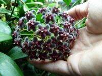 20 เมล็ดพันธุ์ Home Plant Seed โฮย่า กล้วยไม้โฮย่า สกุลนมตำเลีย (Hoya) มีดอกหอม ให้ดอกตลอดปี ชอบแสงแดดครึ่งวัน อากาศถ่ายเท อัตราการงอกของเมล็ด 80-85%