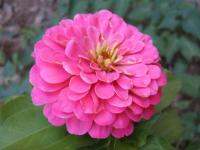 Mixed Pink Zinnia Flower (100seeds)ดอกบานชื่นสีชมพู(100เมล็ด)