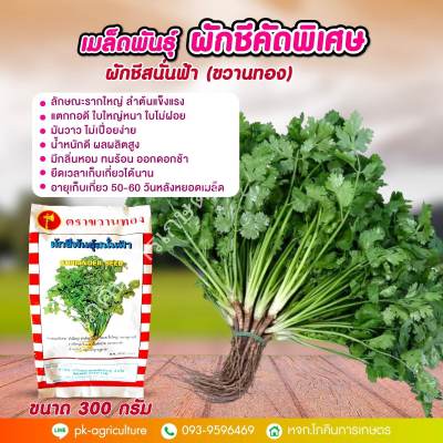 เมล็ดพันธุ์ผักชี สนั่นฟ้า (ขวานทอง) ขนาด 300 กรัม