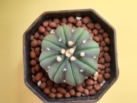 แคคตัส แอสโตรไฟตัม (Astrophytum) เว้า ไม้เมล็ด Star Shape ขาชัด ฟอร์มสวย