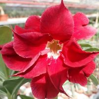 10 เมล็ด เมล็ดพันธุ์ ชวนชม สายพันธุ์ไต้หวัน สีแดง Adenium Seeds กุหลาบทะเลทราย Desert Rose ราชินีบอนไซ มีคู่มือปลูก นำเข้าจากไต้หวัน