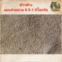 เมล็ดข้าวฟ่าง 0.5-1 กิโลกรัม