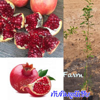 ทับทิมตูนิเซีย (Tunisian pomegranates) 1 ต้น สูงประมาณ 90-100 ซม.  มีสินค้าพร้อมส่ง