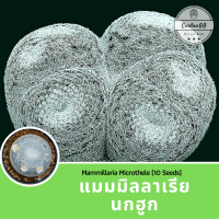 แมม นกฮูก (10 เมล็ด) Mammillaria microthele