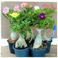 12 เมล็ด เมล็ดพันธุ์ ชวนชม สายพันธุ์ฮอลแลนด์ คละสี Adenium Seeds กุหลาบทะเลทราย Desert Rose ราชินีบอนไซ อัตรางอก 80-90% มีคู่มือปลูก