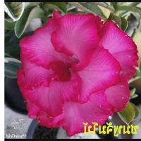 12 เมล็ด เมล็ดพันธุ์ Plant Seeds ชวนชม สายพันธุ์ไต้หวัน ดอกสีชมพู Adenium Seeds กุหลาบทะเลทราย Desert Rose ราชินีบอนไซ อัตราการงอก 80-90%