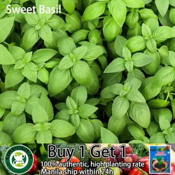 Shop Sweet Basil Seed online Lazada .ph