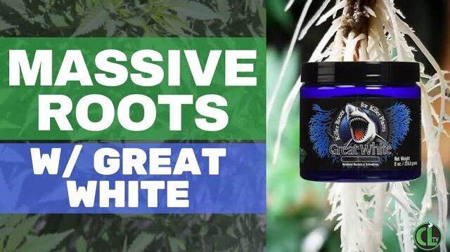 พร้อมส่ง-ลดgreat-white-mycorrhizae-ผงเร่งราก-10-กรัม-ของแท้-100-ระเบิดราก-นำเข้า-usa-เร่งโต-ผงเร่ง-ราก-ต้นไม้-สมุนไพร-แคคตัส-บอนไซ-สินค้าใหม่