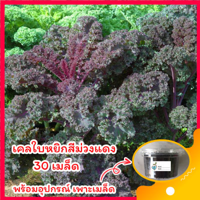 เคลใบหยิกม่วงแดง 🥬คะน้าเคล 35 เมล็ด🥬 พร้อมอุปกรณ์เพาะเมล็ด ผักเคล คะน้าเคลเมล็ด homes