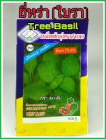 เมล็ดพันธุ์ ยี่หร่า ใบรา tree basil กลิ่นหอม รสเผ็ด ดูแลน้อย ต้นแข็งแรง ปลูกง่าย น้ำหนักดี ผลผลิตสูง ทนโรค ผักสวนครัว