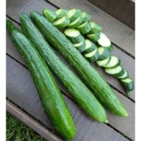 เมล็ดพันธุ์ แตงกวา ญี่ปุ่น เทสตี้กรีน(Tasty Green F1 Cucumber Seed) บรรจุ 5 เมล็ด