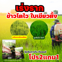 ข้าวโตไว ใบเขียวตั้ง ป้องกันแมลง #อาหารเสริมพืชดีออลล์ สูตรลับ ชนิดเข้มข้น สำหรับพืชทุกชนิด