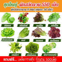 เมล็ดพันธุ์ผักสลัด 11 ชนิด รวม 550เมล็ด อัตราการงอก95% เมล็ดพันธุ์ (แถมฟรี!!! เมล็ดผักกวางตุ้ง 500 เม็ด))