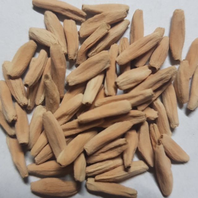 เมล็ด-ชวนชม-สายพันธุ์ไทยโซโคทรานั่ม10-เมล็ด-garden-seed