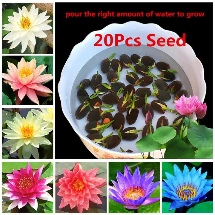 [Fast Grow] Ready Stock In Singapore Lotus Water Lily Seed 20 Pcs
