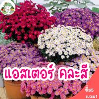 เมล็ดพันธุ์ ดอกแอสเตอร์ คละสี 200 เมล็ด Powder Puff Aster Flower Seed เมล็ดพันธุ์แท้ ปลูกง่าย ไม่กลายพันธุ์ นำเข้าจากต่างประเทศ (ซื้อ 5 แถม 1)