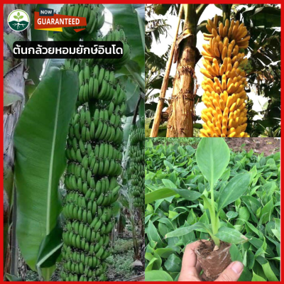 ต้นกล้วยยักษ์อินโดนีเซีย ติดผลเร็ว ติดผลเพียง 7 - 9 เดือนหลังจากปลูก