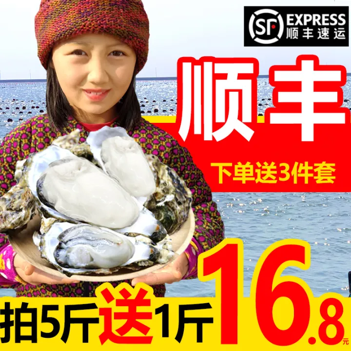 Mountain oysters fresh 5 kg big oyster meat readytoeat oysters fresh