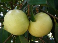 ต้นพันธุ์ ชมพู่น้ำดอกไม้ เพาะเมล็ด พร้อมปลูกในถุงดำ 99 บาท ผลรสชาติหวาน หอม กรอบ ผลไม้โบราณ ของไทย หายาก ใกล้สูญพันธ์