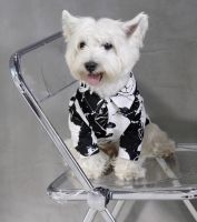 Schnauzer เสื้อเชิ้ตลายหมาใหญ่เสื้อผ้าสัตว์เลี้ยงฤดูร้อนชิบะอินุ Samoyed Husky Bull Terrier Labrador Retren เสื้อผ้า