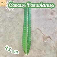 [ตอ คอนโดนางฟ้า ยักษ์ ตัดสด] Cereus Peruvianus ตอแคคตัส แคคตัส cactus ตกแต่งสวน ตกแต่งบ้าน ไม้ใหญ่ ไม้ลำ ไซส์ใหญ่ ไซส์ยักษ์ กระบองเพชร ตอกระบองเพชร