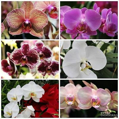 30 เมล็ดพันธุ์ Bonsai เมล็ดกล้วยไม้ ฟาแลนนอปซิส (Phalaenopsis Orchids) Orchid flower Seed อัตราการงอกของเมล็ด 80-85%