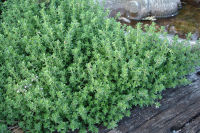 Thyme (500 seeds) ไทม์ (500 เมล็ด)