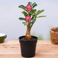 10 เมล็ด เมล็ดพันธุ์ ชวนชม สายพันธุ์ไต้หวัน สีชมพู Adenium Seed กุหลาบทะเลทราย Desert Rose ราชินีบอนไซ นำเข้าจากไต้หวัน