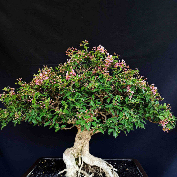 Bonsai Tanaman Hias Sakura Mikro Bunga Ping Matang Prospek Kontes