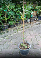 OLIVE TREE - LECCINO (ITALY) - 8" pot - 50-80 cm height - Imported