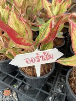 ต้นออโรร่าส้ม ต้นไม้มงคล ตระกูลอโกลนีมา Aglaonema sp. ‘Siam-Aurora’ สีส้มสวย พร้อมส่ง กระถางขนาด 5-6 นิ้ว