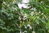เมล็ดกาสะลองดอกสีขาว  ดอกปีบสีขาว สำหรับปลูก ซองละ  60เมล็ด  29 บาท