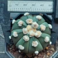 Astrophytum oibo  โออิโบะ ดอทฟูๆ